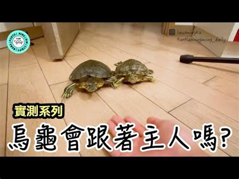 烏龜會笑嗎？|【烏龜真的會笑嗎】烏龜真的會笑嗎？下班回家竟看到烏龜在「偷。